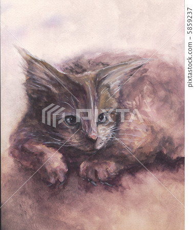 緬因庫恩 5859237