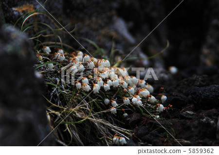 CASSIOPE lycopodioides CASSIOPE lycopodioides 5859362