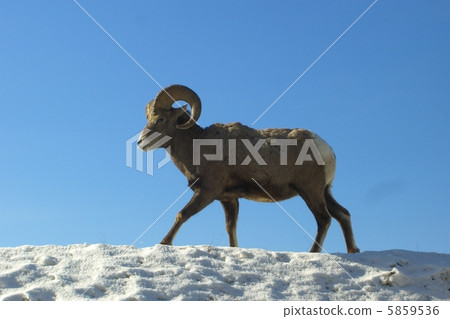 Big horn sheep 5859536