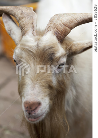 Yakushimayagi 5859629