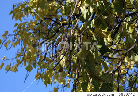 Bivalve fruit Bivalve fruit 5859742