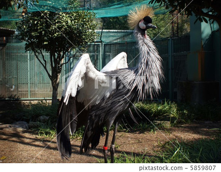 White-crowned crane 5859807