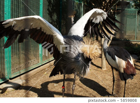 White-crowned crane 5859808
