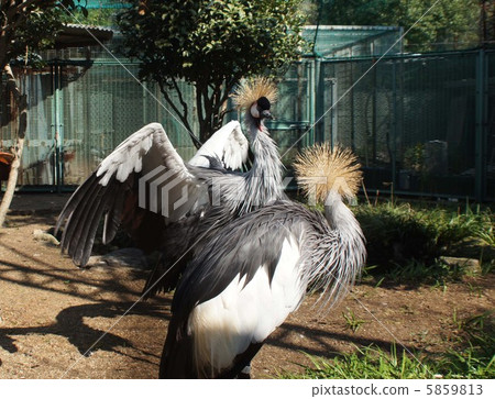 White-crowned crane 5859813