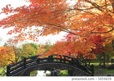 秋天的樹葉 5859839