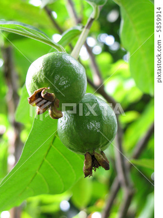 Livestock of Guava Livestock of Guava 5859914