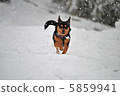 snow          5859941