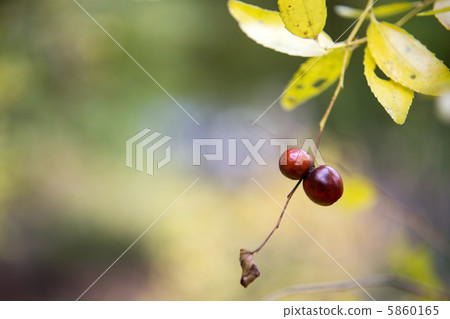 棗的果實 棗的果實 5860165