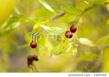 Fruit of jujube 5860166