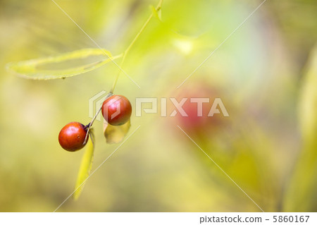 Fruit of jujube Fruit of jujube 5860167