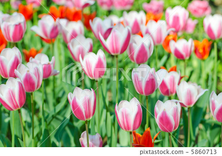 Garden with tulip flowers in summer Garden with tulip flowers in summer 5860713