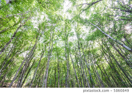 Green forest in bright summer day 5860849