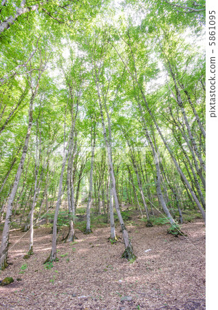 Green forest in bright summer day 5861095
