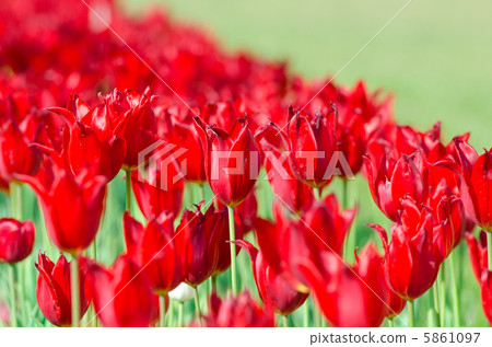 Garden with tulip flowers in summer Garden with tulip flowers in summer 5861097