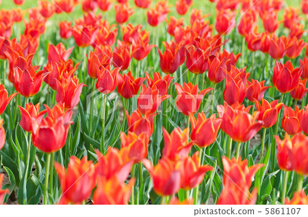 Flowers tulips in the garden Flowers tulips in the garden 5861107