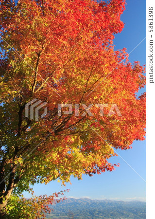 Coloring maple tree 5861398