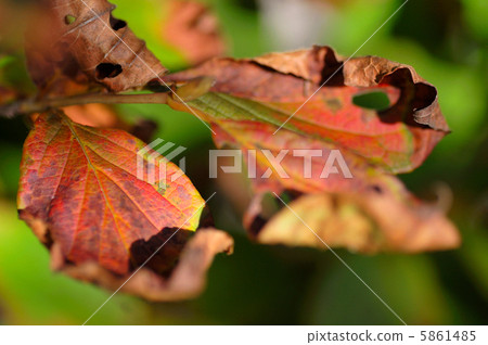 Autumn leaves of nutsubaki Autumn leaves of nutsubaki 5861485