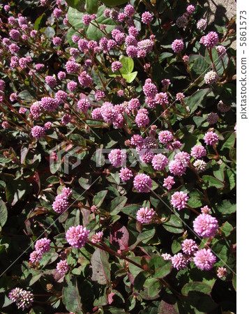 Heiwarusoroba覆蓋地面 5861573