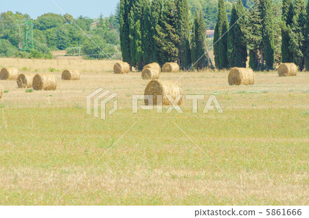Field with rolls of hay on summer day Field with rolls of hay on summer day 5861666