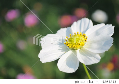 Versailles Mix White Versailles Mix White 5861853