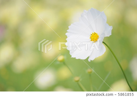 矮人感覺白 5861855