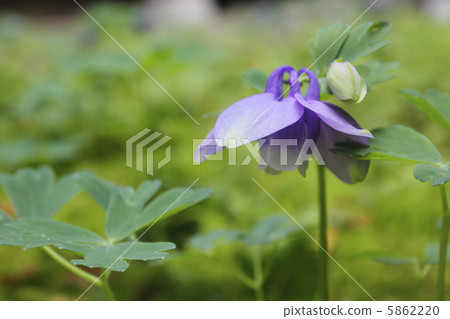 耬鬥菜膽草2 5862220