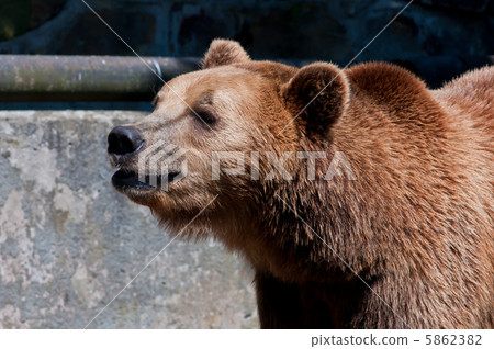bear 5862382