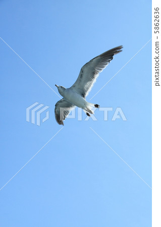 Seagull 5862636