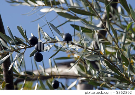 Olive fruit Olive fruit 5862892