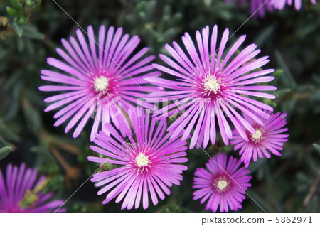 Livingston Daisy 5862971