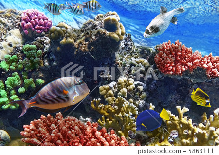 Coral and fish in the Red Sea.Egypt 5863111
