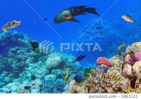 Coral and fish in the Red Sea.Egypt 5863121