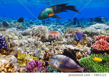 Coral and fish in the Red Sea.Egypt 5863122