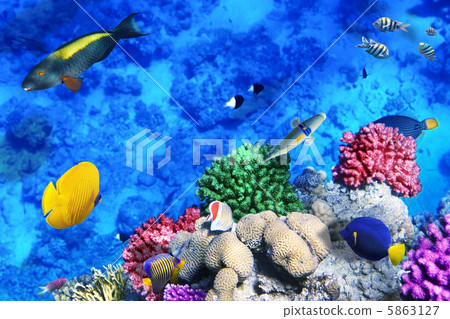 Coral and fish in the Red Sea.Egypt 5863127