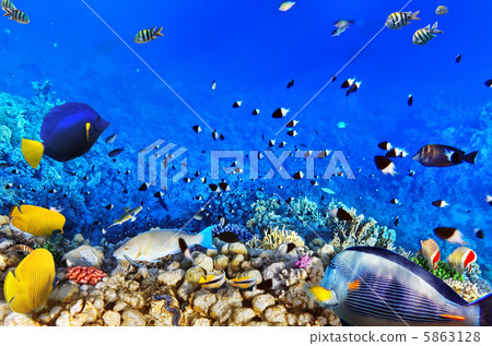 Coral and fish in the Red Sea.Egypt 5863128