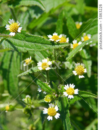 Hakodamegenki(掃菊花) Hakodamegenki(掃菊花) 5863226