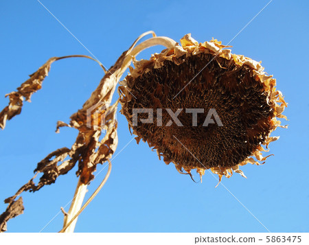 Sunflower withered 5863475