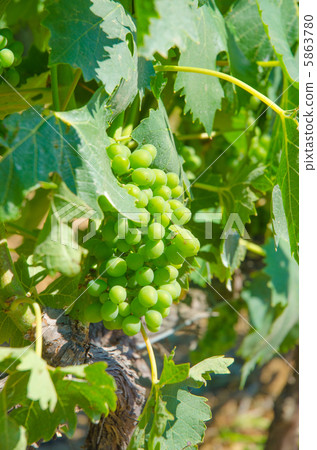 Vineyard on a bright summer day 5863780