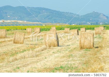 Field with rolls of hay on summer day Field with rolls of hay on summer day 5863782