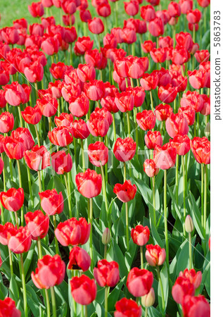 Flowers tulips in the garden 5863783