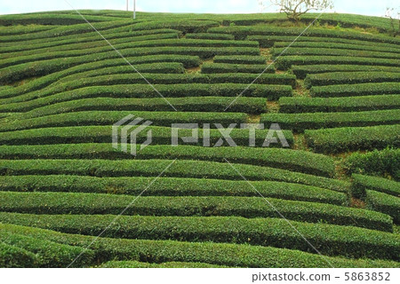 Tea plantation Tea plantation 5863852