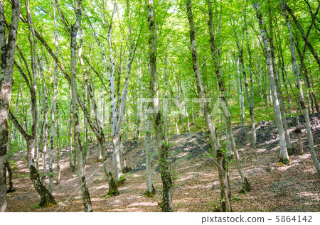 Green forest in bright summer day Green forest in bright summer day 5864142