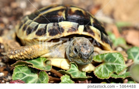 Hermann land turtle 5864488