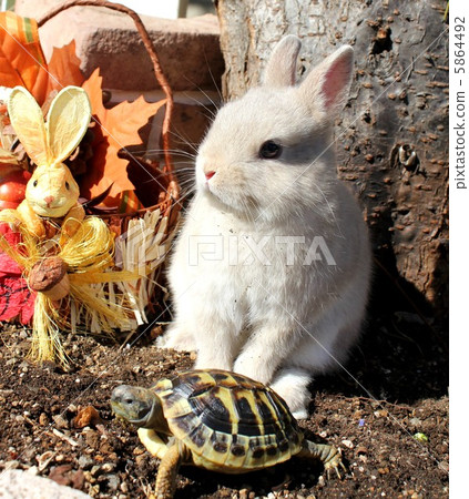 rabbit and turtle 5864492