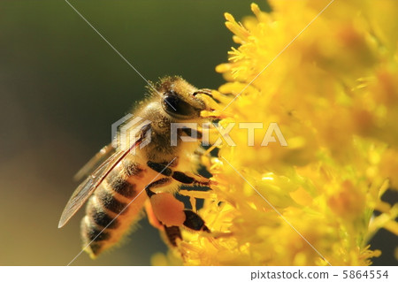 A bee A bee 5864554
