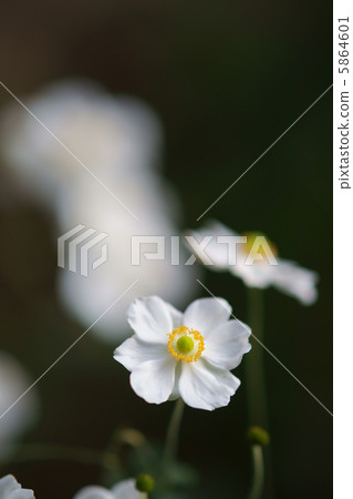 Autumn Miki, single blooming, white Autumn Miki, single blooming, white 5864601