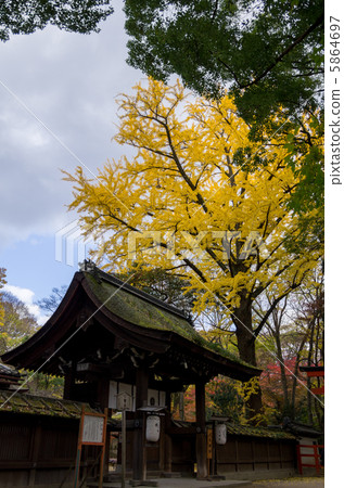 Mori no Mori大銀杏 5864697