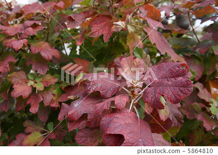 Autumn leaves of Kashiba Hydrangea 5864810