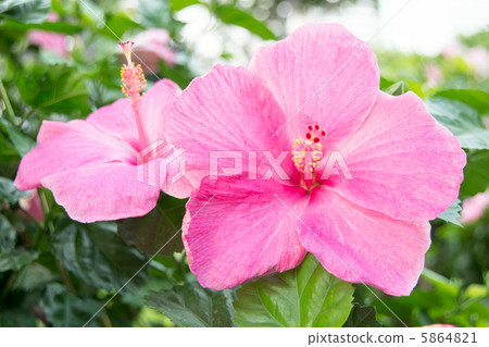Pink hibiscus 5864821