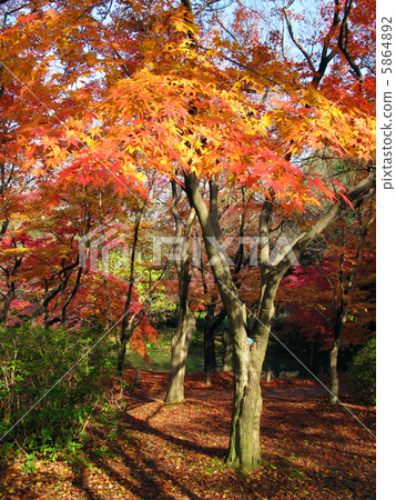 Autumn leaves in Kyoto Autumn leaves in Kyoto 5864892